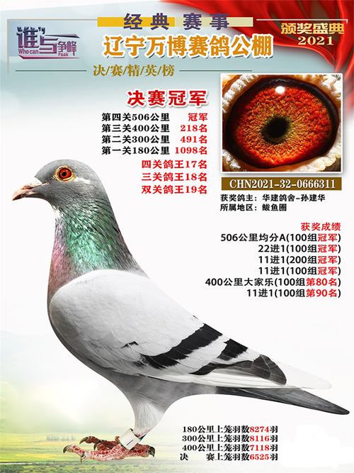 图集东北冠军鸽王霸气来袭