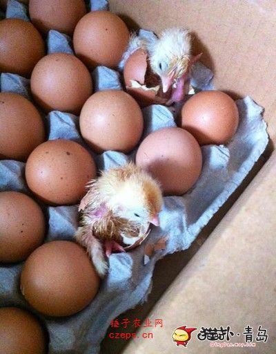 鸡蛋怎么孵出小鸡【有趣小鸡孵出】