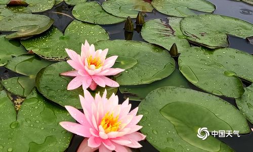 桂林立夏节气温渐升 园博园睡莲绽放