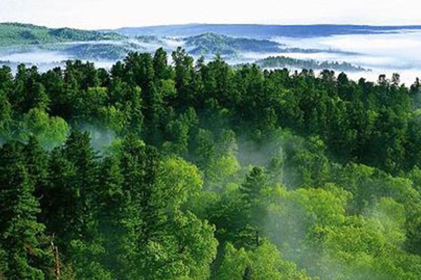 我国森林覆盖率近23%