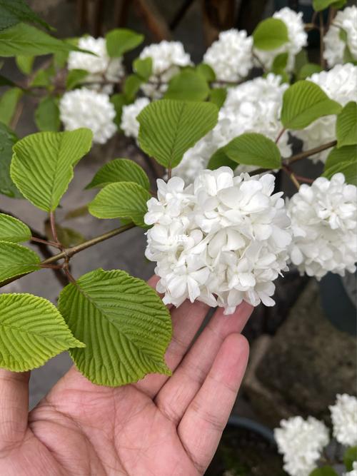 中华木绣球之麻球_秘密花园_绿豆糕_我的秘密花园_家居家装_家居装饰