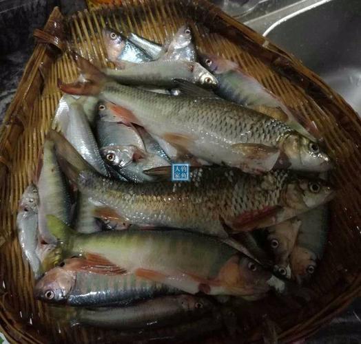 乱石青苔小溪爆钓名贵泉水鱼类收获满满2盆的稀有野生溪水鱼