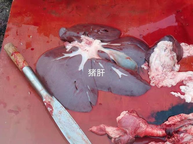猪的解剖图