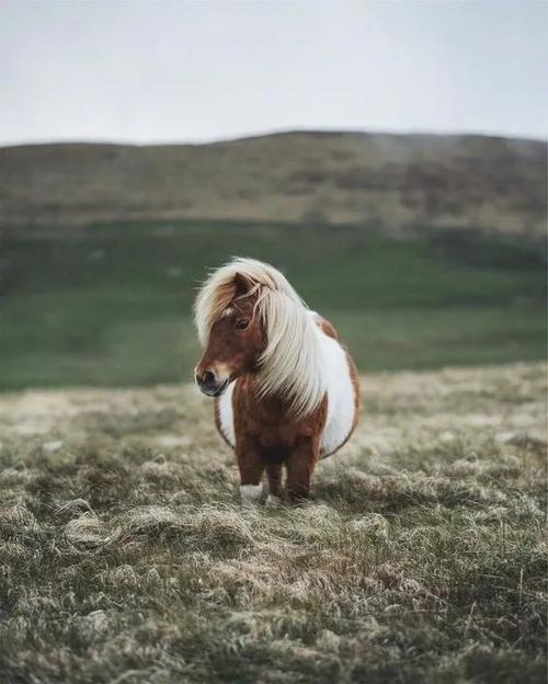 小矮马肚子圆鼓鼓的好可爱!