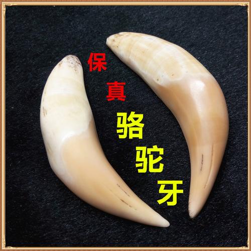 收藏古玩保真天然骆驼牙超大动物牙齿辟邪吊坠子挂件文玩手把件
