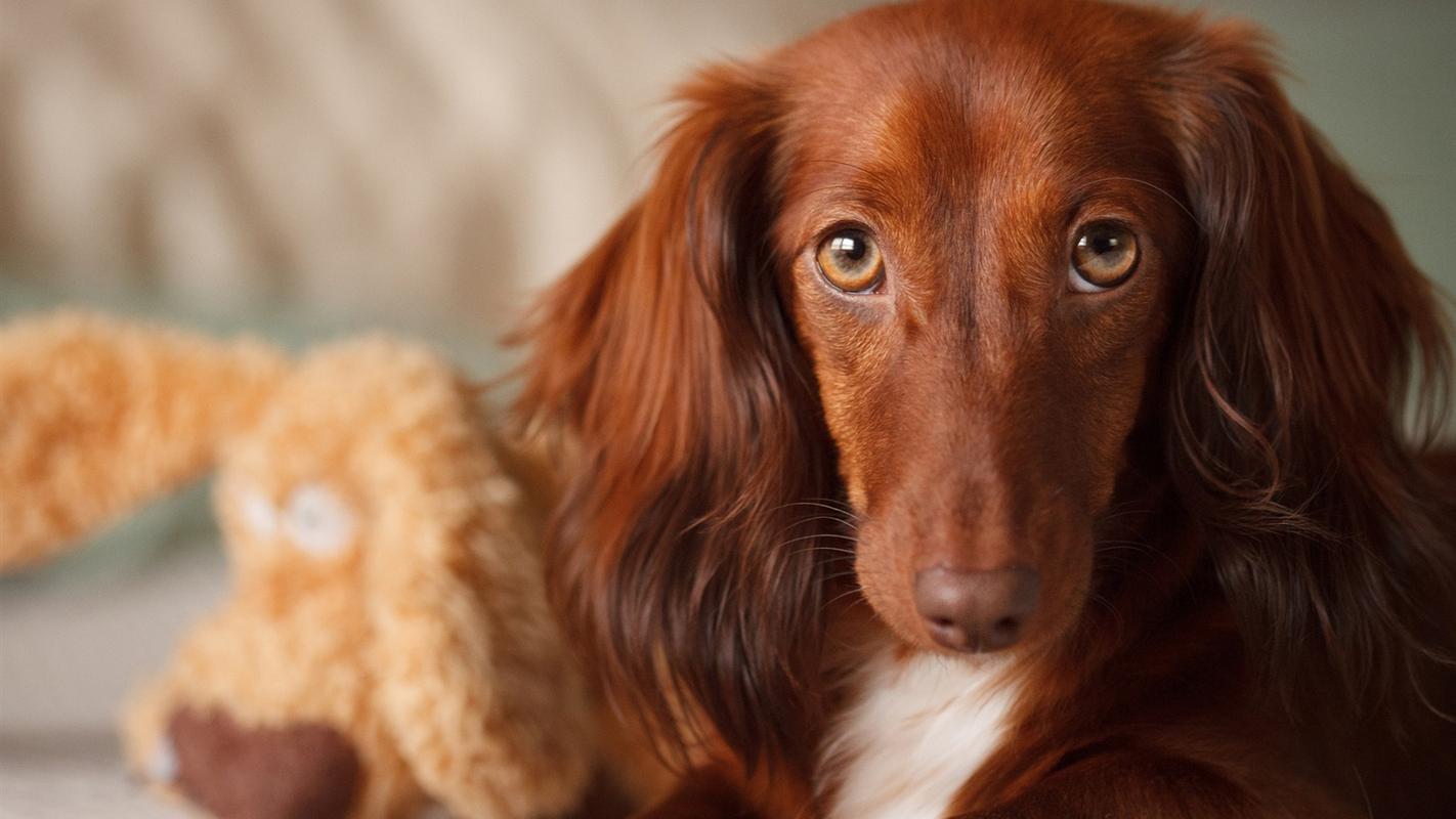 棕色的狗,长耳朵 壁纸