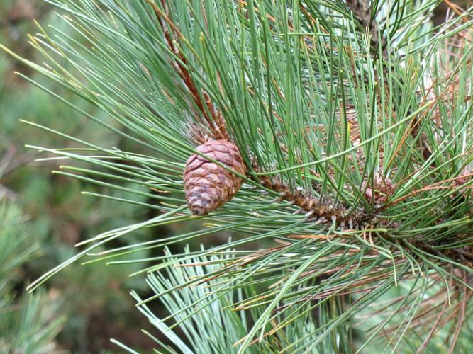 60  different types of pine trees (with names and