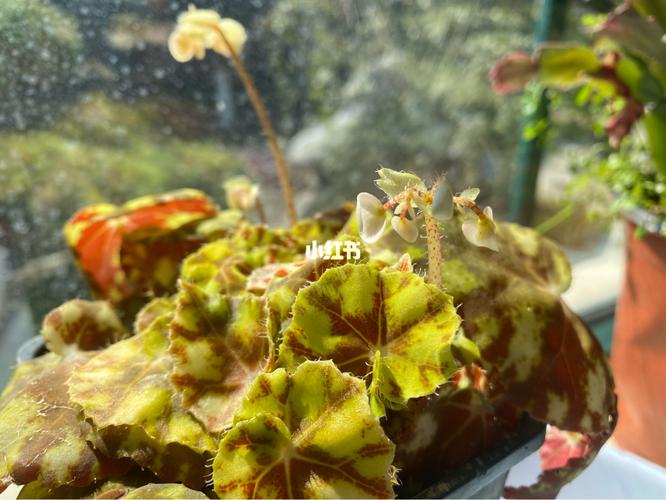 虎斑秋海棠_冬天去哪玩_秋海棠_家居家装_家居装饰