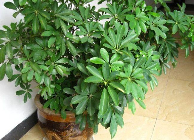 1种漂亮的植物摆放在室内美观大方比发财树还好养