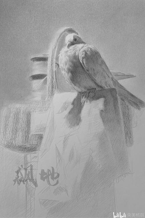 【每日一画】设计类素描静物-鸽子