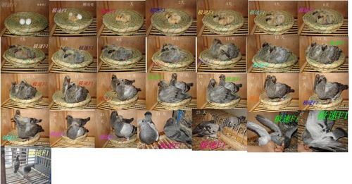 幼鸽成长图_净峰天羽鸽舍_新浪博客