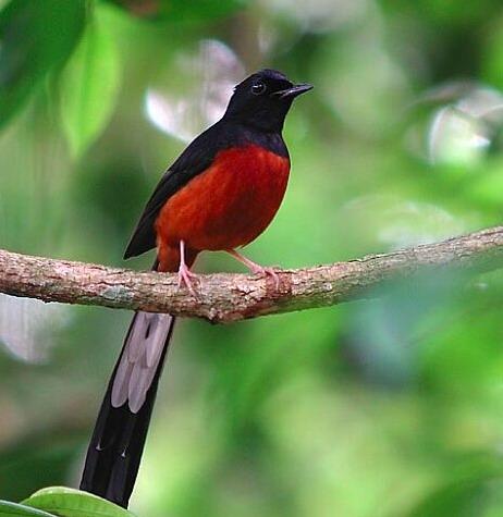 请朋友帮忙,贴张长尾四喜的照片看看