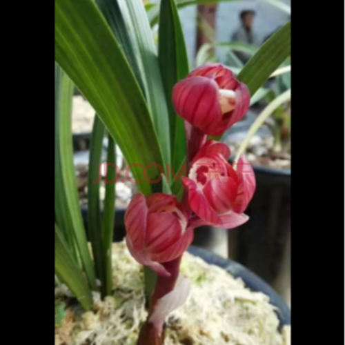 春剑兰花浓香 都江红素 室内花卉 冬带花苞花卉 春剑红荷 4苗连体