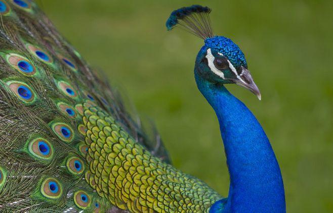 【动物世界】蓝孔雀(学名:pavo  wbr>cristatus)