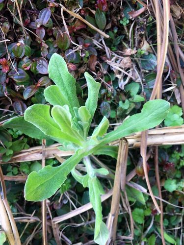 据《食物本草》里介绍,田艾还具有祛湿,暖胃,清肠等功效.