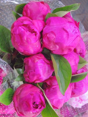 共4 件荷兰进口芍药相关商品