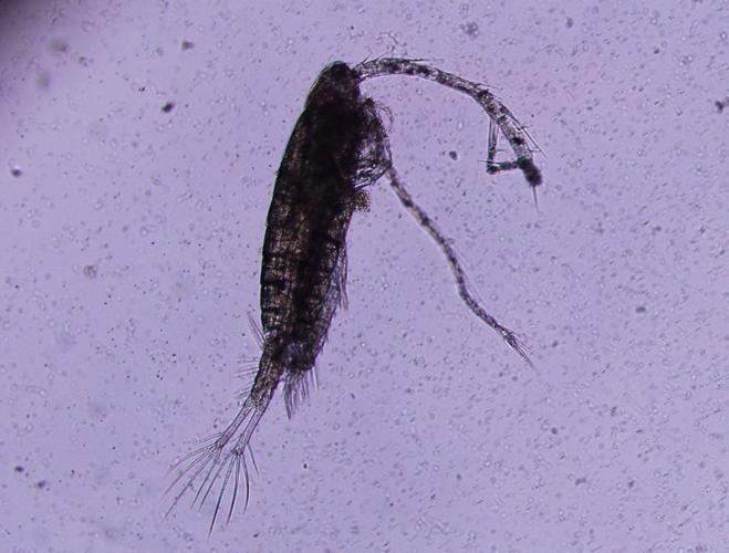 浮游动物----中国湿地生态系统联盟