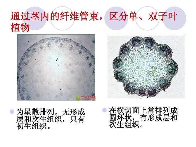 单,双子叶植物区分ppt