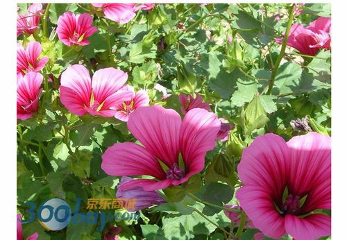 苏购 马洛葵 花卉种子阳台园艺休闲产品 彩色精品包装