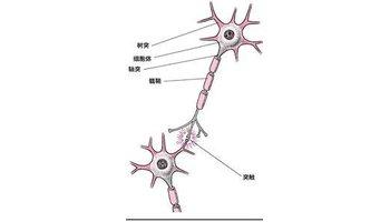 神经节是功能相同的神经元细胞体在中枢以外的周围部位集合而成的结
