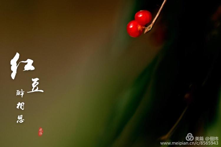 红豆醉相思
