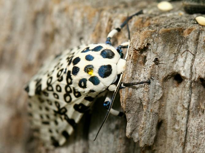 长得比较逆天的动物1巨豹蛾和叶水蚤