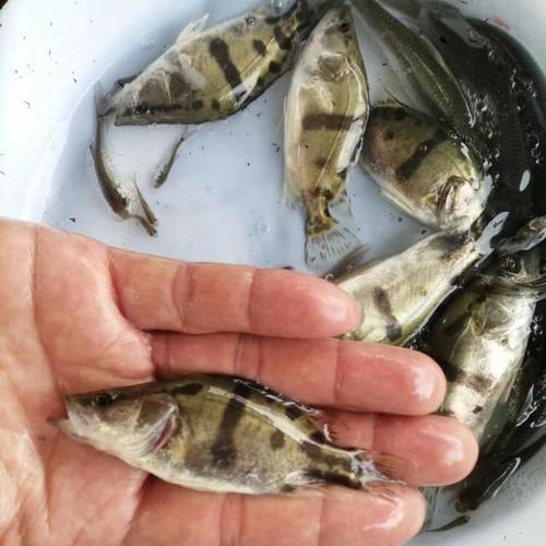 鲜活桂鱼桂花鱼苗出售2-8公分鳜鱼苗桂花鱼鱼苗批发豪情水产