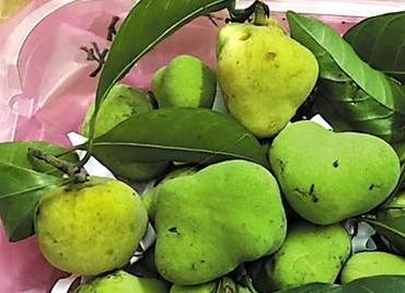 寻桂木果香忆儿时味道 物以稀为贵有不少尝鲜客
