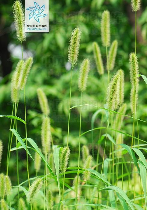 狗什么草的图片