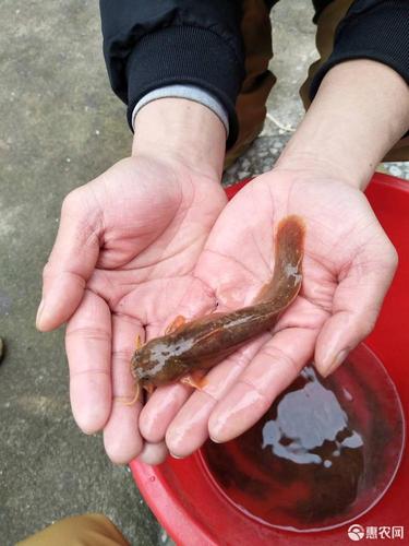 水蜂子鱼 水峰子鱼,长期供货,一星期一次,180一斤?