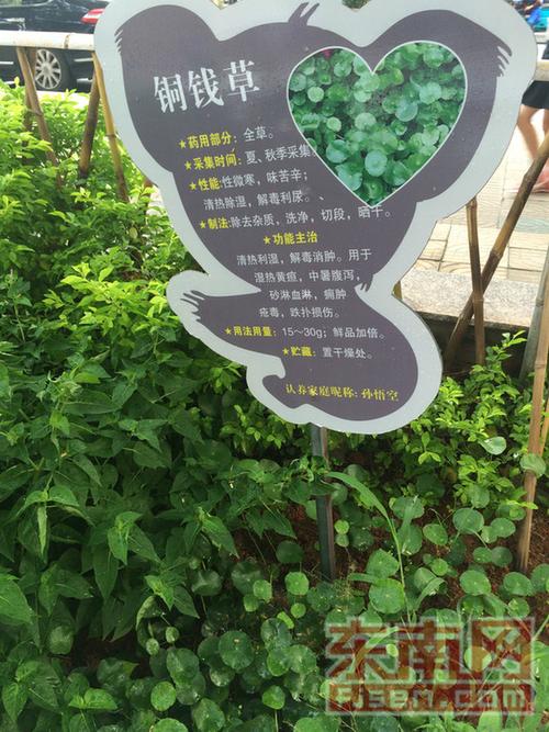 禾缘社区还邀请一批中草药专家来社区开展"百草园"专题讲座,重点讲授