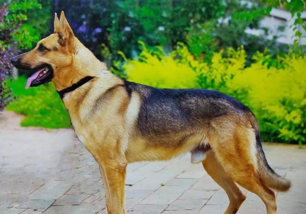 威武帅气的昆明犬是我国现役警犬中唯一的国产犬