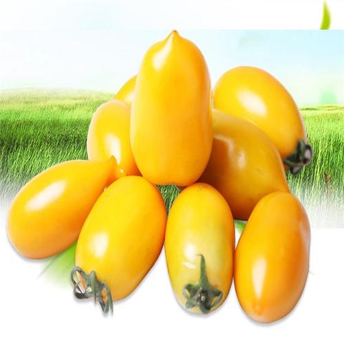 柿子千禧圣女果4斤小黄东北西红黄番茄番茄新鲜番茄