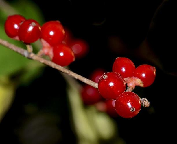 红豆为什么被叫做相思豆?