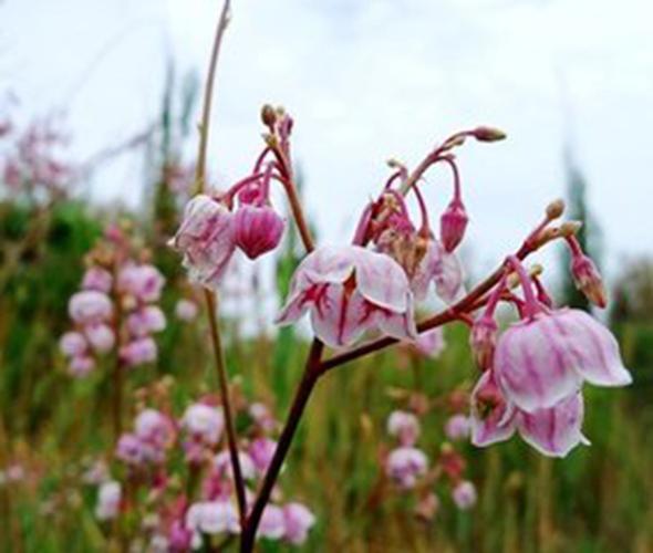 三源罗布麻花纯蜂蜜250g新疆蜂蜜生态蜜源手工灌装 250g*罐