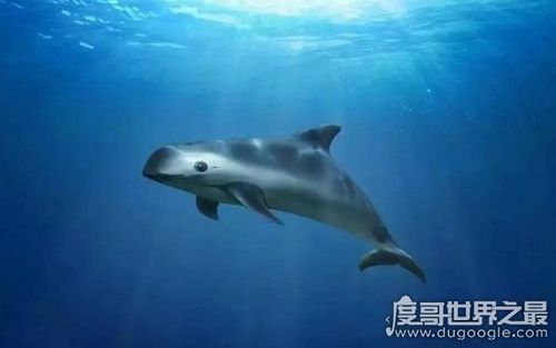 全球10大稀有动物,世界上10大珍稀动物有哪些(爪哇犀牛)