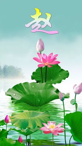 不同版本的荷花姓氏手机壁纸,给你们带来些许凉爽!