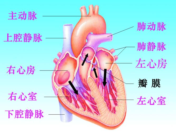 4-3-2输送血液的泵--心脏之血液循环的途径.ppt
