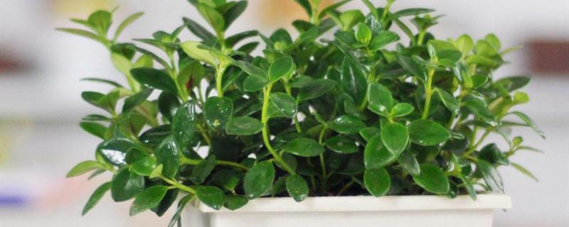 金鱼吊兰叶子上有黄斑怎么解决黄叶枯萎的原因及补救办法