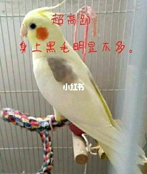 玄凤鹦鹉趴度说明_闪光灯_玄凤鹦鹉_宠物_宠物其他