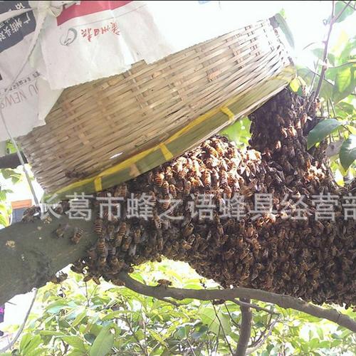 野外招蜂笼 竹制收蜂笼 捕蜂器 蜜蜂笼 蜡煮收蜂笼捕蜂笼养蜂工具
