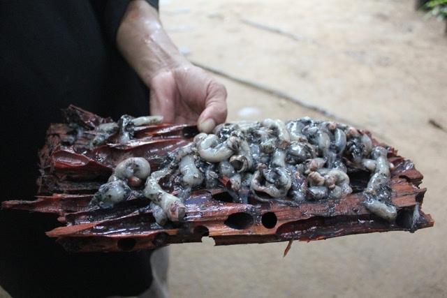 世界上第二最恶心食物,树虫敢挑战吗?