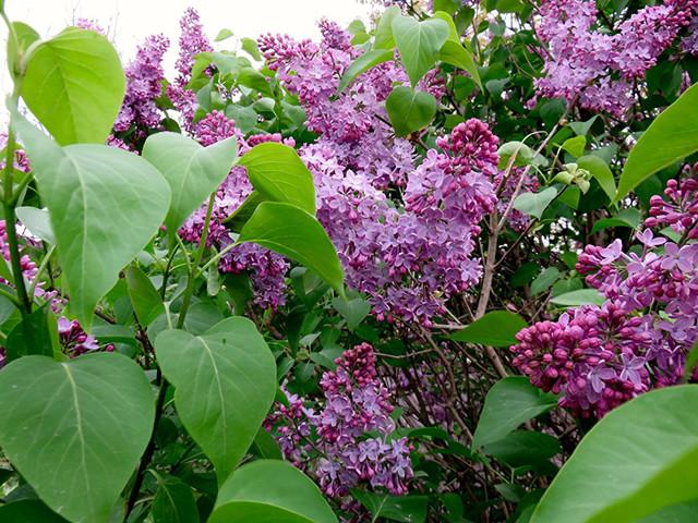 欣赏几个品种的丁香花,都是那么芳香馥郁