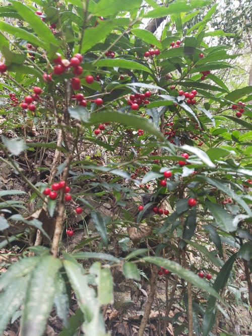 百两金八爪金龙药用肉八爪金龙盆景苗