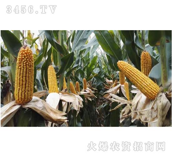 宏途757玉米种子宏硕种业