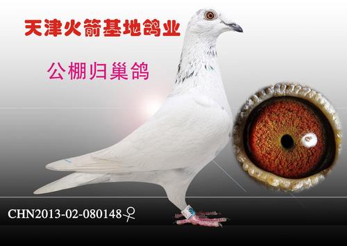 天津火箭基地鸽业