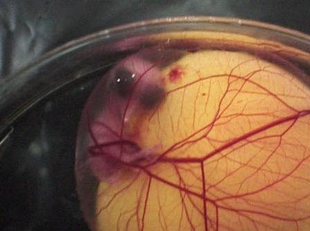 从受精到破壳 实拍鸡蛋孵出小鸡全过程