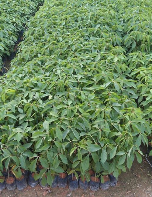 本地木棉苗_本地木棉树苗供应木棉苗(木棉苗木棉苗样品图)