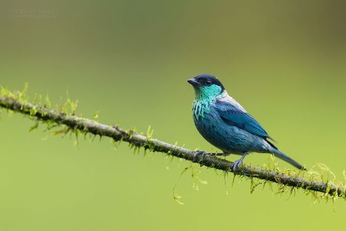 鸟类摄影师在哥伦比亚雨林拍摄的彩色的鸟类