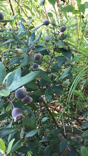 大嶂山野生果 多尼